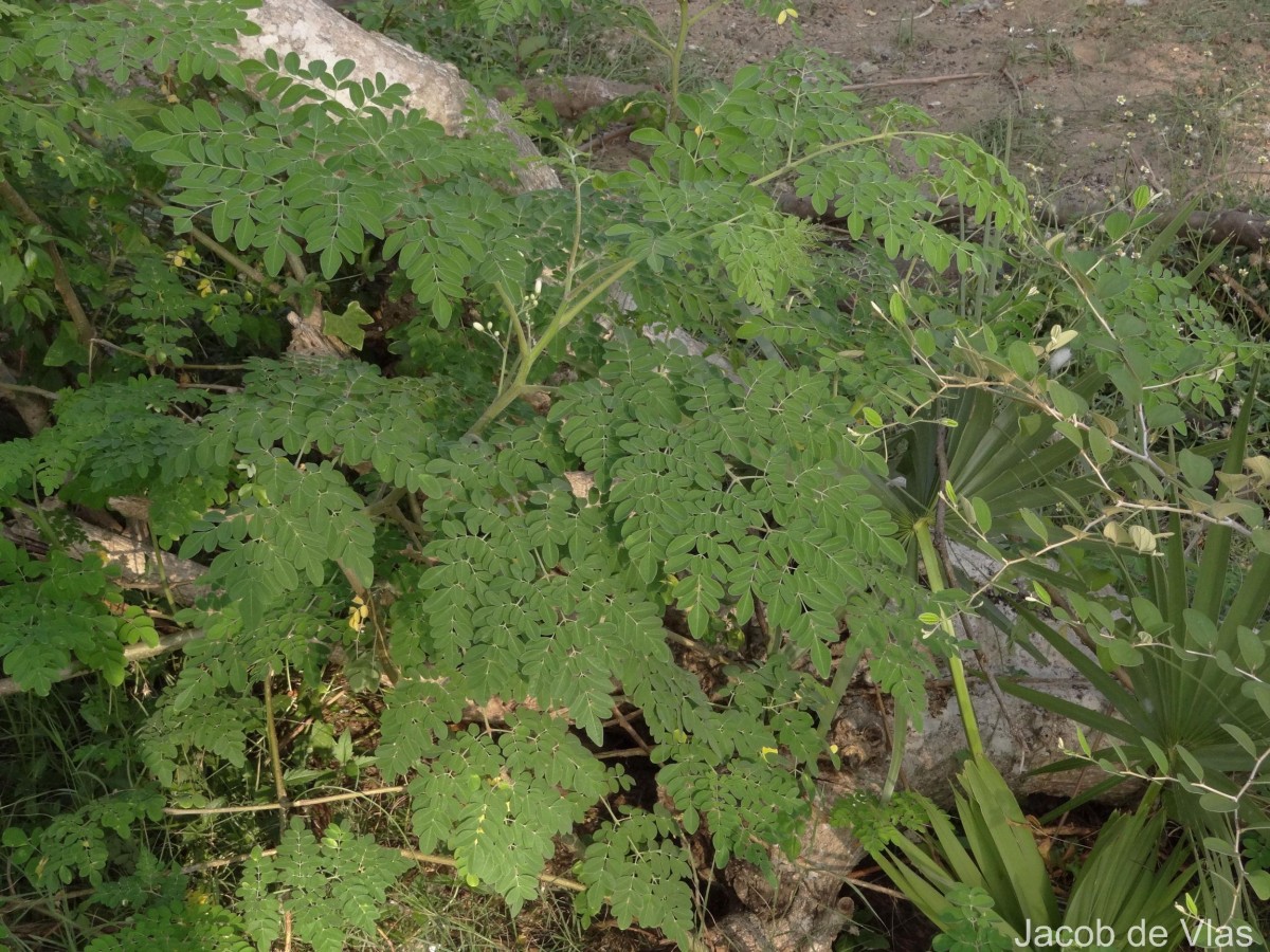 Moringa oleifera Lam.